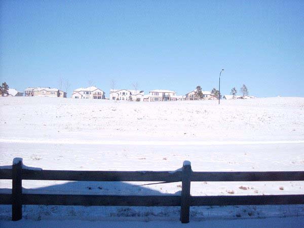 backyard2